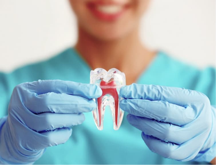 imagem procedimentos odontológicos , mulher desfocada mostrando uma amostra da parte interna de um dente, endodontia