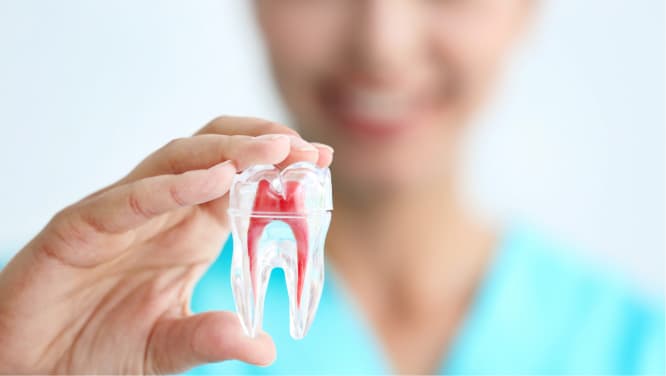 imagem procedimentos odontológicos endodontia, mulher desfocada mostrando uma amostra da parte interna de um dente